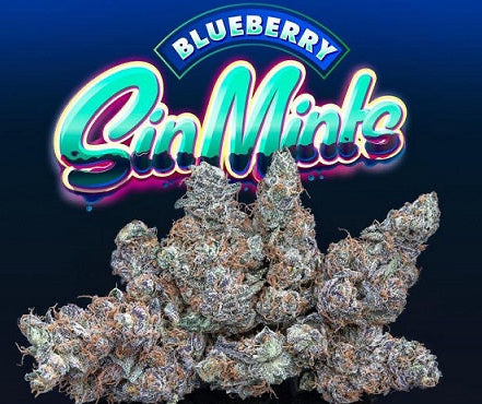 Vibrant Blueberry Sin Mints cannabis buds on a colored background.