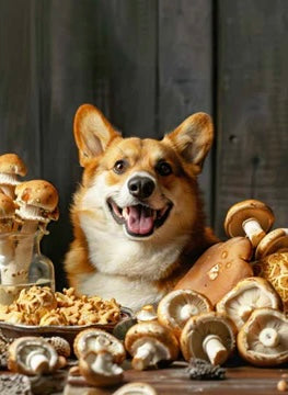 How Mushroom-Adaptogen Blends May Help Dogs Manage Stress