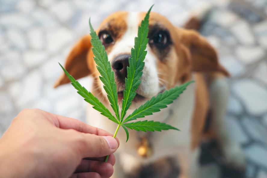 THC for dogs can safely help manage chronic conditions